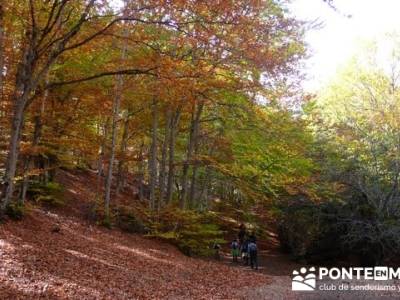 Paseo por el Hayedo de Tejera Negra - Senderismo Cantalojas, Guadalajara; excursiones catalunya